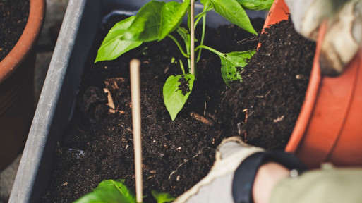 Nawozy organiczne – jak i kiedy je stosować?