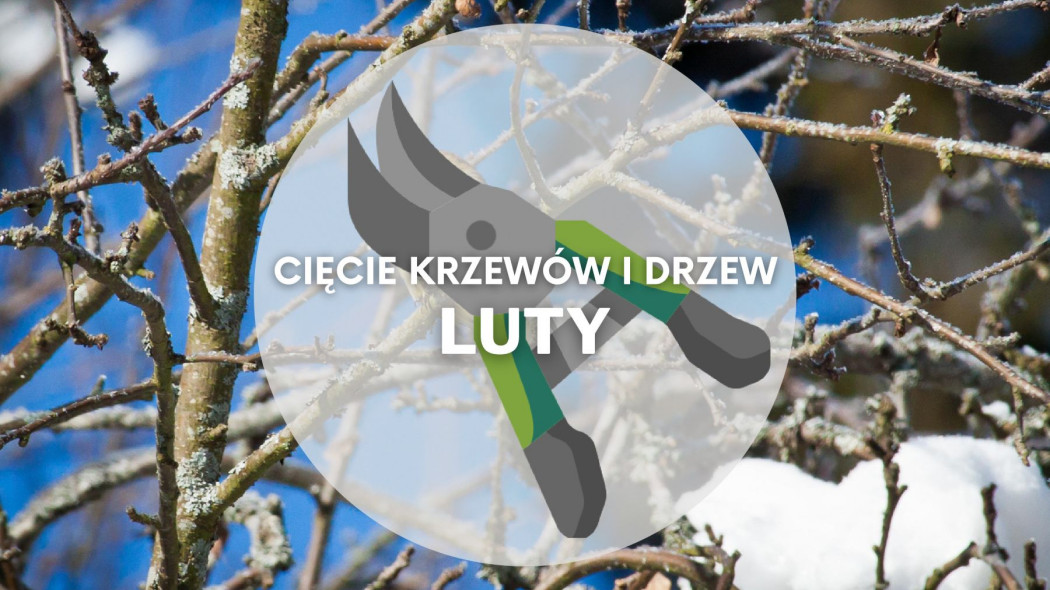 Co ciac w lutym Przycinanie drzew i krzewow, fot. valentin hintikka - Pixabay