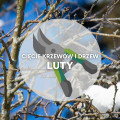 Co ciąć w lutym? | Przycinanie drzew i krzewów