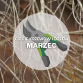 Co ciąć w marcu? | Przycinanie drzew i krzewów