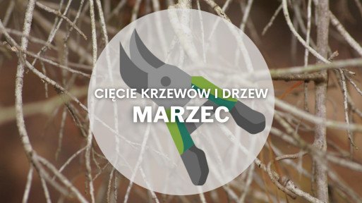 Co ciąć w marcu? | Przycinanie drzew i krzewów