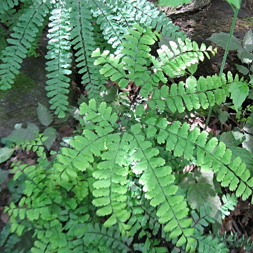 Adiantum stopowate / Niekropień stopowate