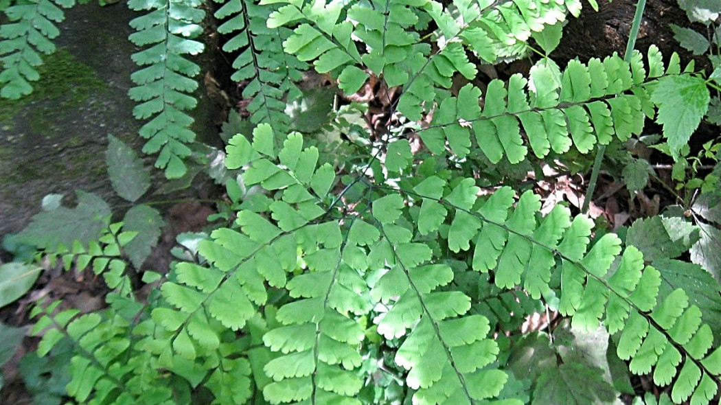 Adiantum stopowe niekropien, fot. benet2006 (CC BY 2.0.) Flickr