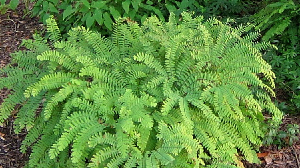 Adiantum stopowe niekropien, fot. cultivar413 (CC BY 2.0) Flickr