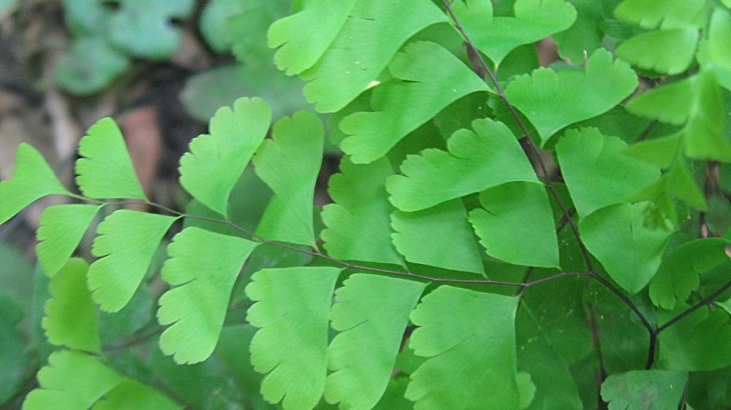 Adiantum stopowe niekropien, fot. benet2006 (CC BY 2.0.) Flickr