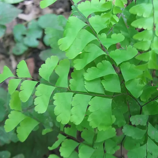 Adiantum stopowate / Niekropień stopowate
