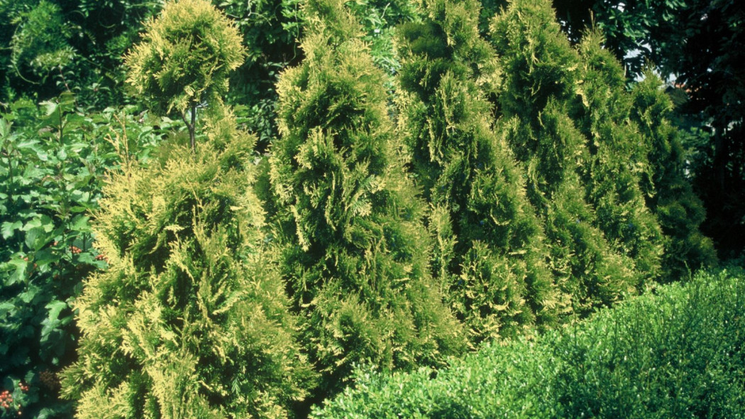 Thuja occidentalis Aurescens, fot. iVerde