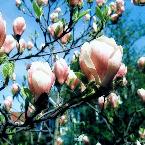 Magnolia Soulange'a / Magnolia pośrednia