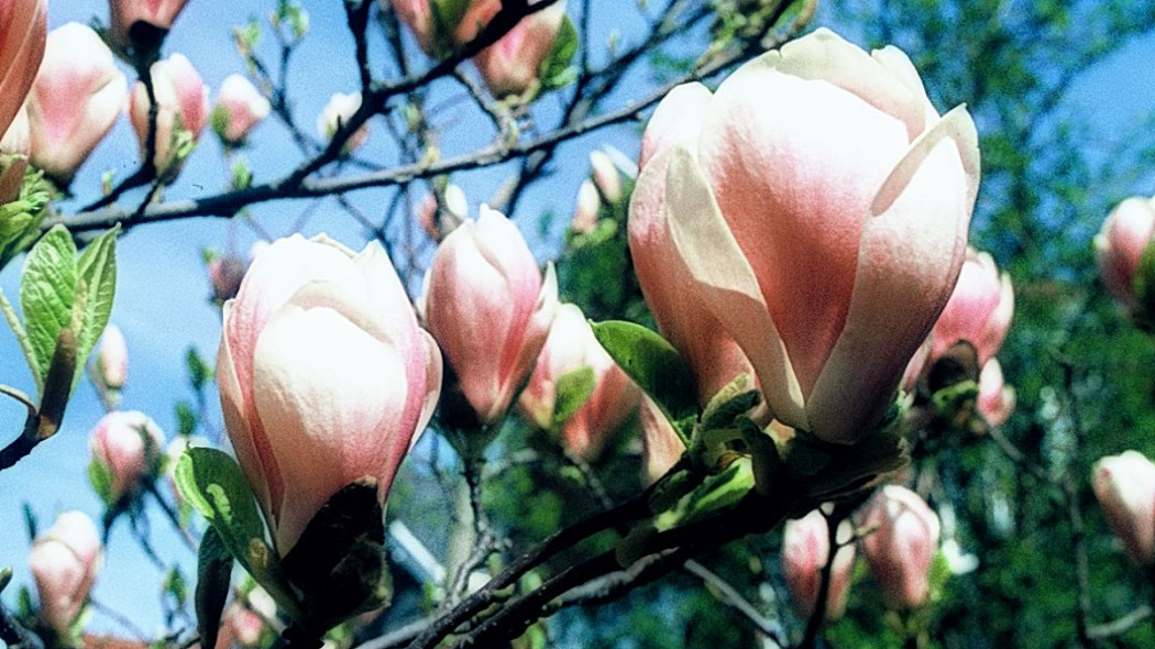 Magnolia posrednia Soulange'a Superba, fot. iVerde