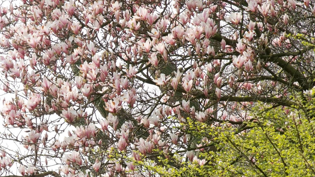 Magnolia posrednia Soulange'a, fot. iVerde