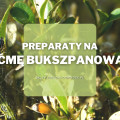 Preparaty na ćmę bukszpanową | Jakie wybrać i gdzie kupić?