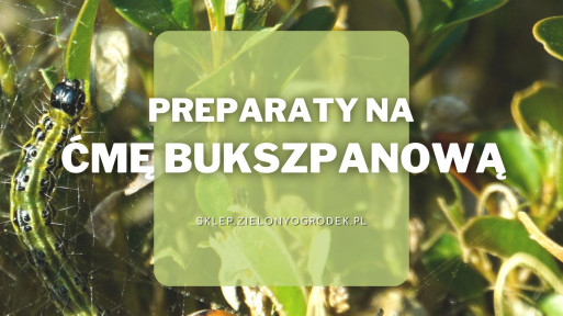 Preparaty na ćmę bukszpanową | Jakie wybrać i gdzie kupić?