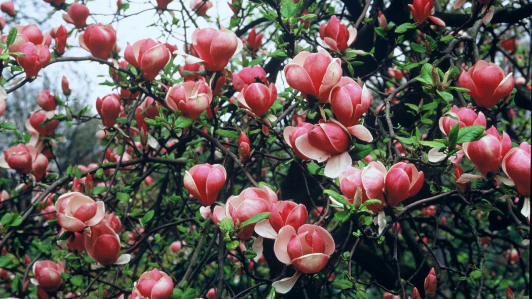 Magnolia soulangeana Lennei