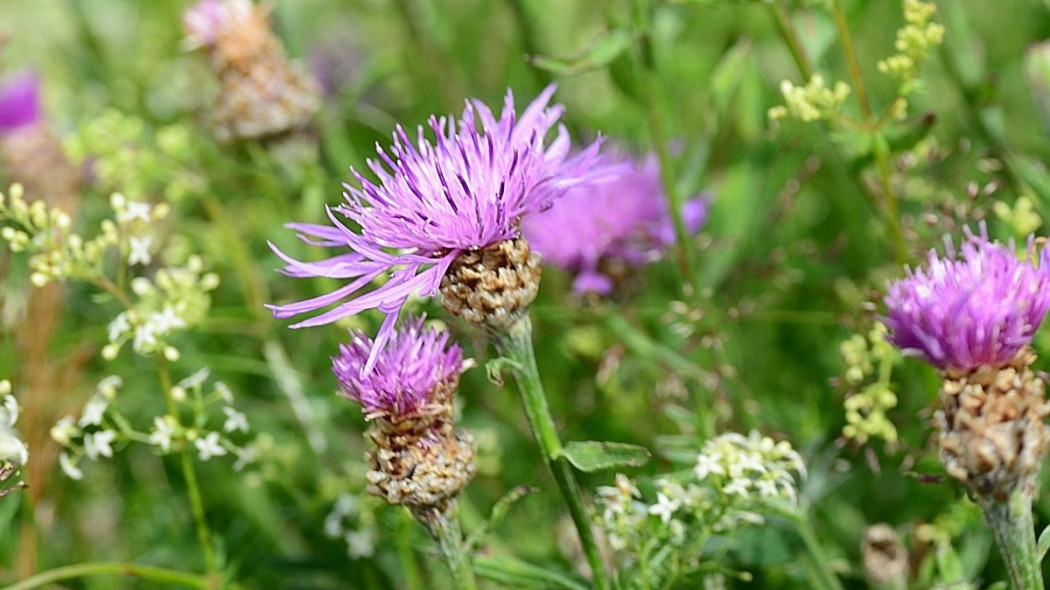 Chaber łąkowy Centaurea jacea, fot. congerdesign - Pixabay