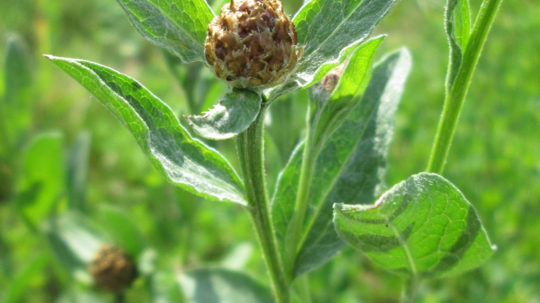 Chaber lakowy Centaurea jacea, fot. AnRo0002 - Wikimedia Commons