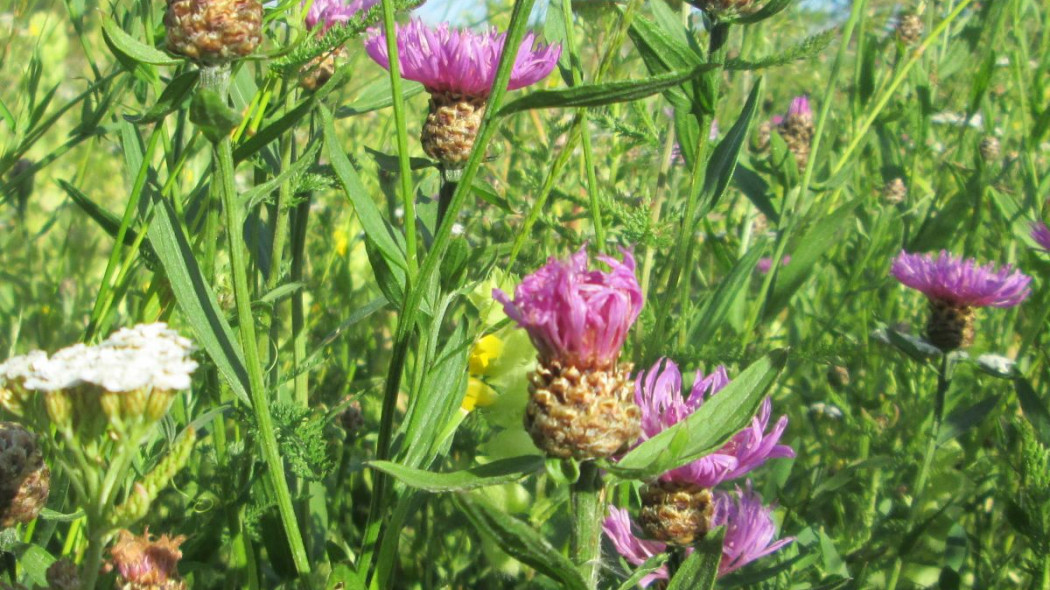 Chaber lakowy Centaurea jacea, fot. AnRo0002 - Wikimedia Commons