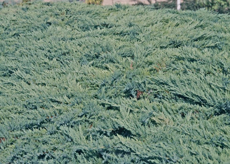 Jalowiec plozacy Juniperus horizontalis, fot. iVerde