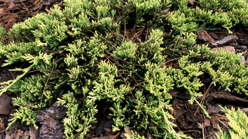 Jalowiec plozacy Juniperus horizontalis Golden Carpet, fot. iVerde