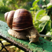 Ślimak winniczek w ogrodzie | Jak wygląda? Czy jest szkodnikiem? Jak się go pozbyć?