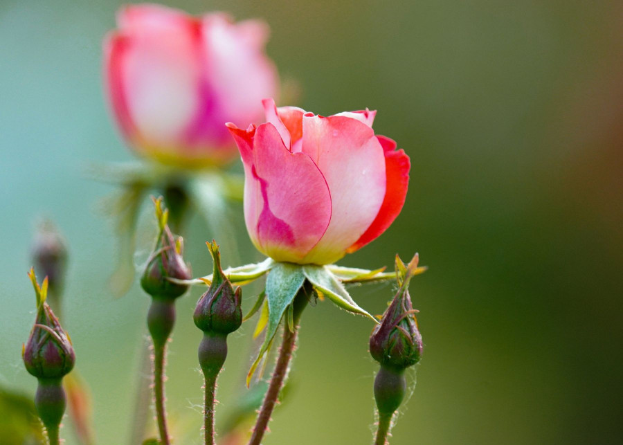 Wysiewanie roz jak wyhodowac roze z nasiona, fot. dae jeung kim - Pixabay