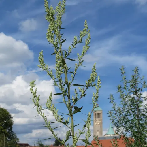 Komosa biała