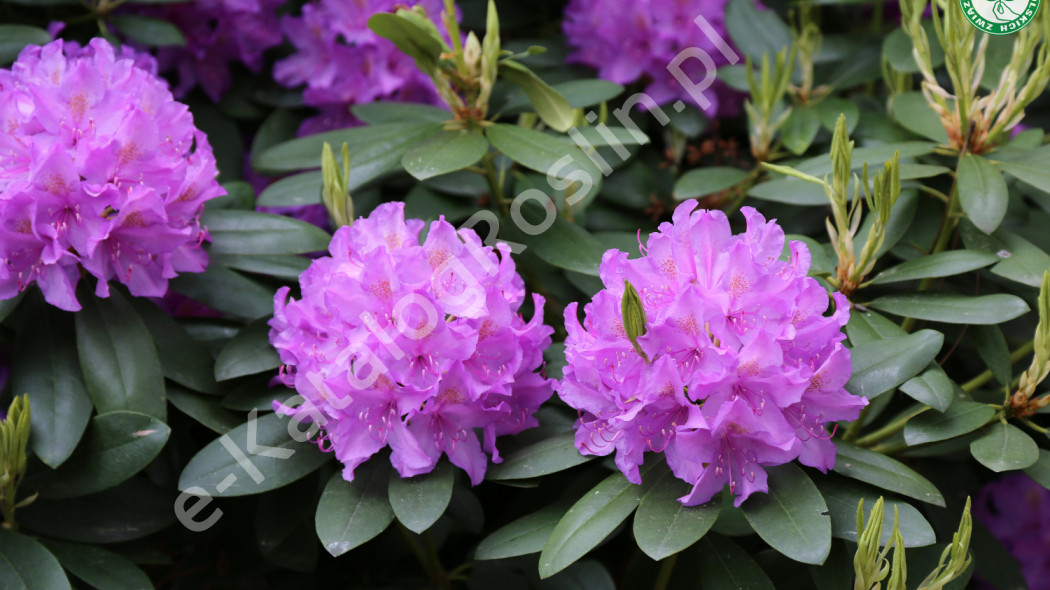 różanecznik Rhododendron Alfred fot. Grzegorz Falkowski ZSzP