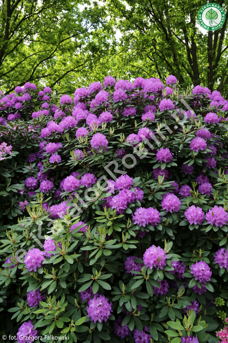 różanecznik Rhododendron Alfred fot. Grzegorz Falkowski