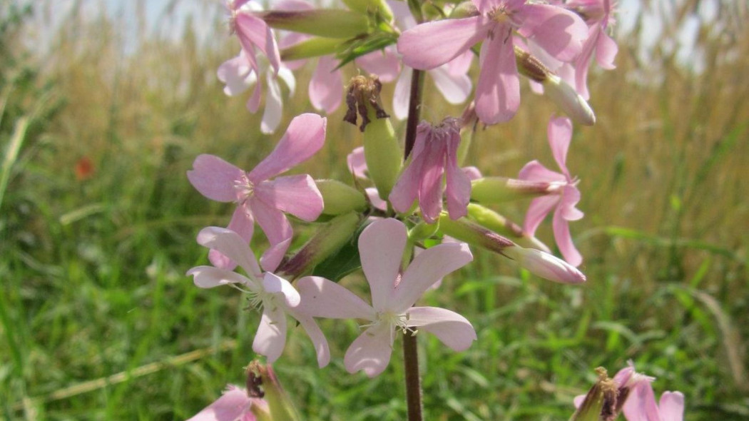 Mydlnica Saponaria officinalis, fot. WikimediaImages - Pixabay