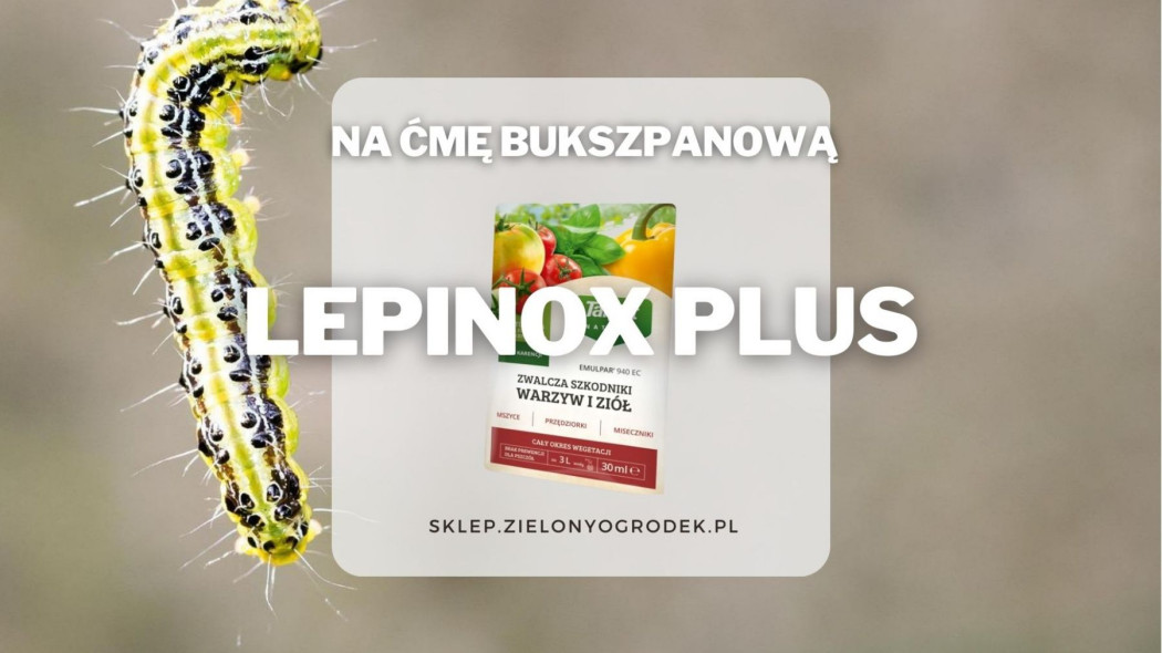 Lepinox plus na cme bukszpanowa szkodniki