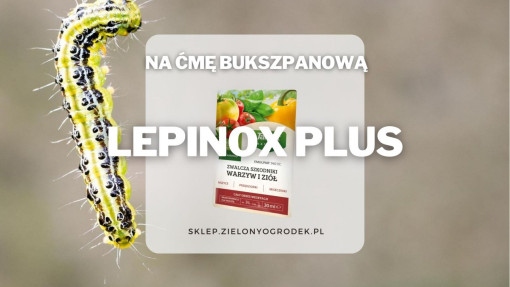 Lepinox – środek na gąsienice ćmy bukszpanowej i innych motyli