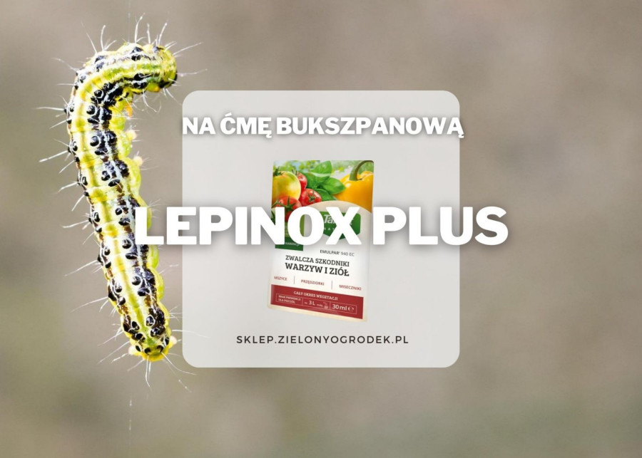 Lepinox plus na cme bukszpanowa szkodniki
