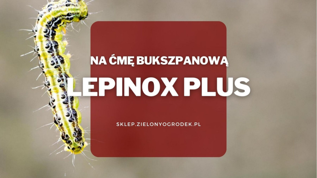 Lepinox plus na cme bukszpanowa szkodniki