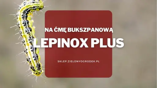 Lepinox – środek na gąsienice ćmy bukszpanowej i innych motyli