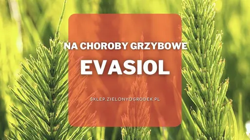 Evasiol – ekologiczny środek na bazie skrzypu | Zwalcza choroby grzybowe