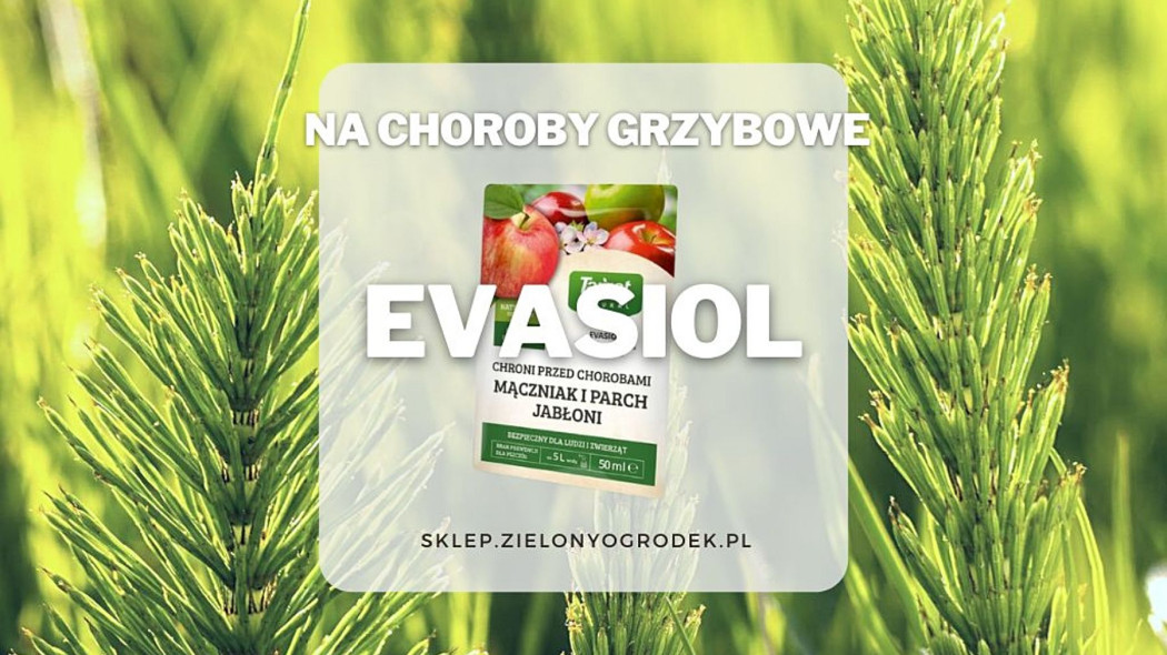 Evasiol ekologiczny srodek na choroby grzybowe