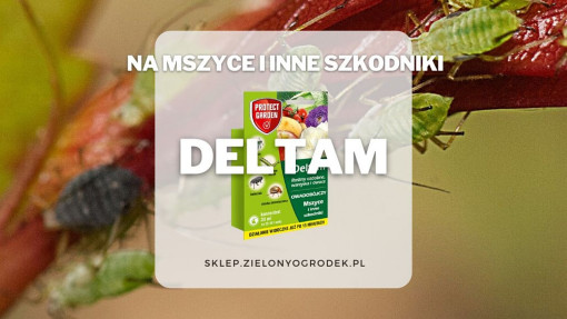 Deltam – skuteczny środek na mszyce i inne szkodniki