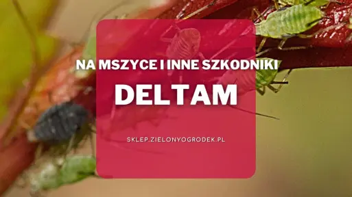 Deltam – skuteczny środek na mszyce i inne szkodniki