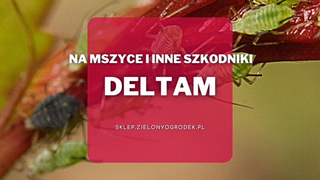 Deltam skuteczny srodek na mszyce i inne szkodniki