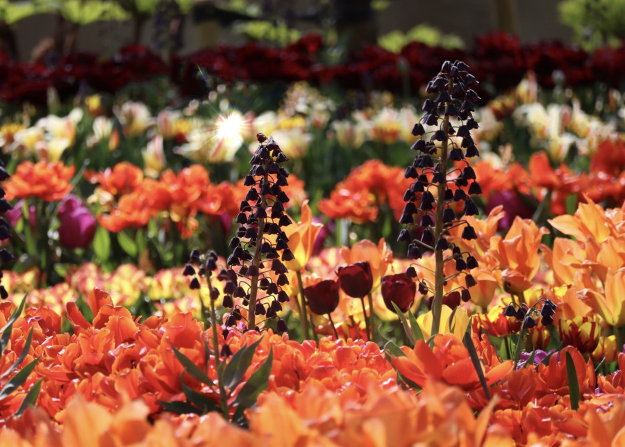 Najpiękniejsze jesienne cebulki kwiatowe fot. IlonaLablaika Depositphotos