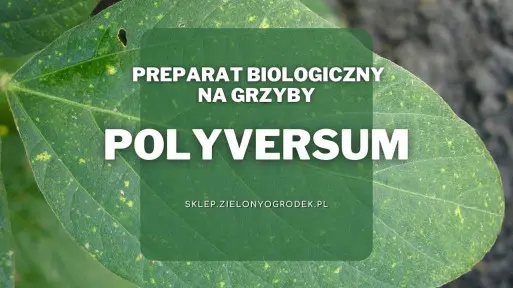 Polyversum – biologiczna ochrona roślin przed chorobami grzybowymi