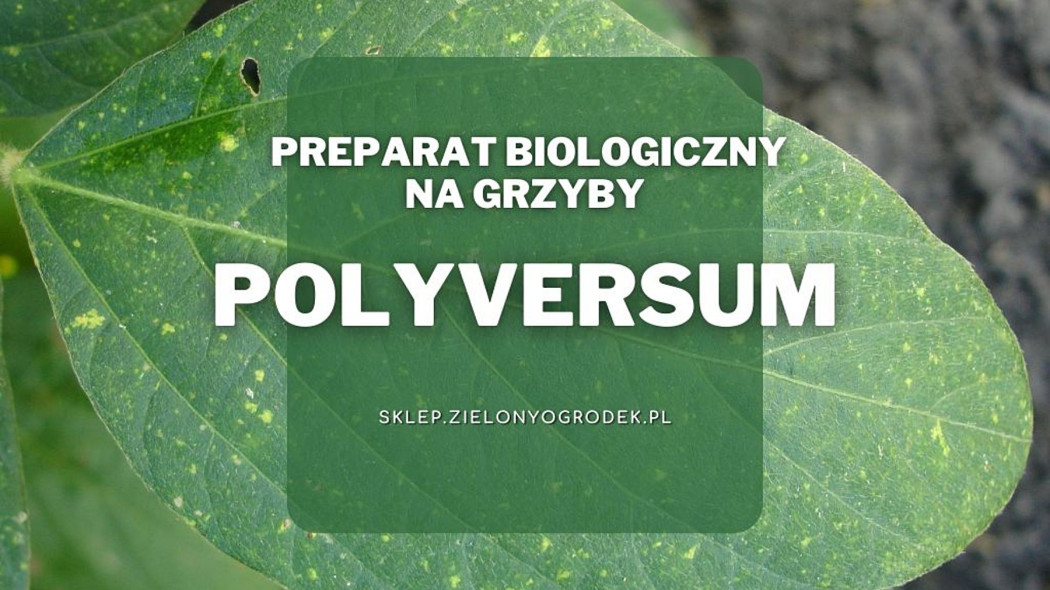 Polyversum biologiczna ochrona roslin przed grzybem