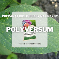 Polyversum – biologiczna ochrona roślin przed chorobami grzybowymi