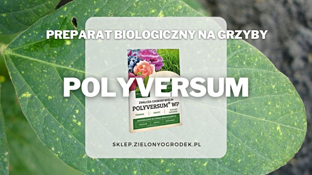 Polyversum biologiczna ochrona roslin przed grzybem