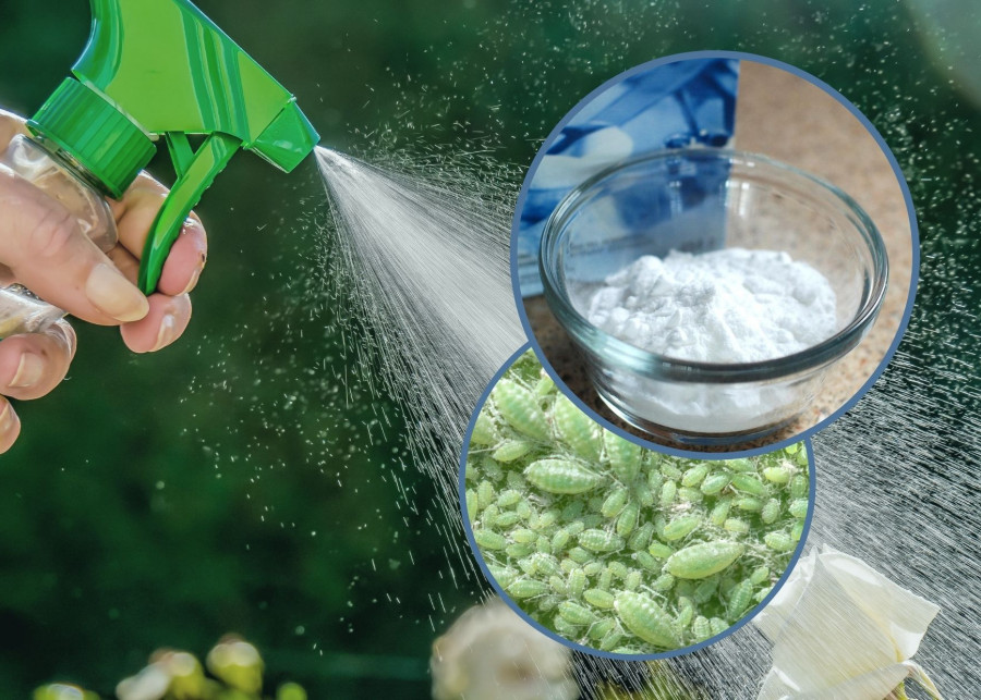 Soda na mszyce - opryskiwanie szkodników domowym preparatem z sody