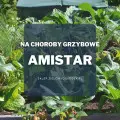 Amistar – skuteczne zwalczanie chorób grzybowych warzyw i owoców