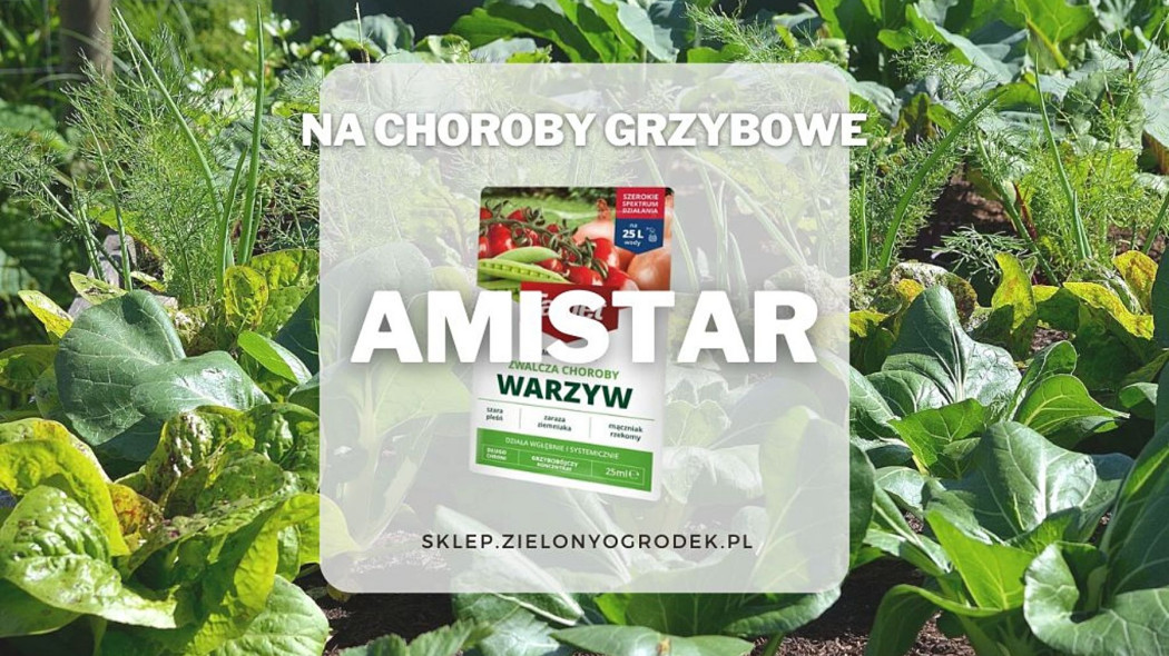 Amistar skuteczne zwalczanie chorob grzybowych