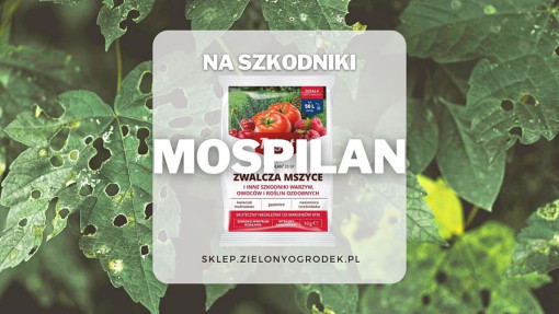 Mospilan – uniwersalny preparat na szkodniki w ogrodzie