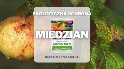 Miedzian – preparat na choroby grzybowe i bakteryjne