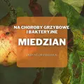 Miedzian – preparat na choroby grzybowe i bakteryjne
