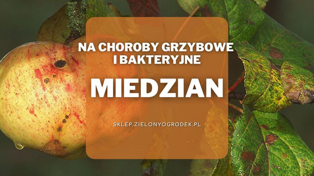 Miedzian preparat na choroby grzybowe i bakteryjne